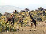 Giraffe1a.jpg (13394 bytes)